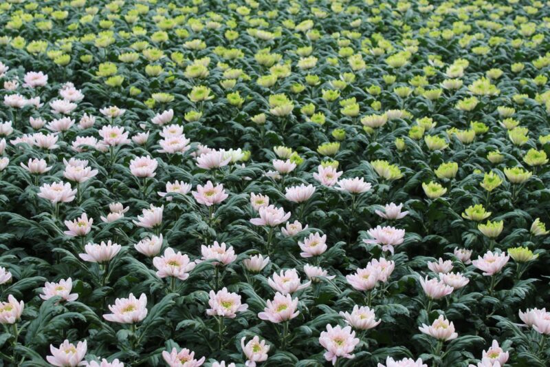 Zu Besuch bei dem Chrysanthemen Gärtner